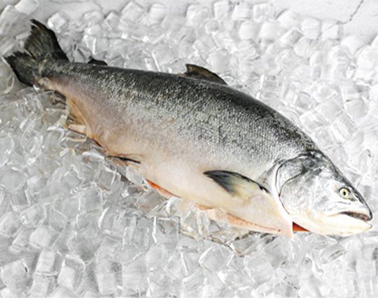 Frozen Gutted red trout with head