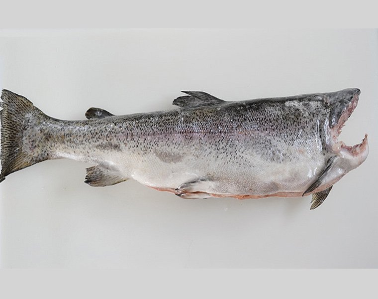 Fresh Gutted red trout without head