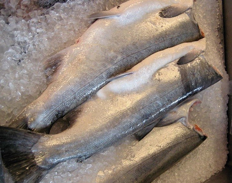 Frozen Gutted red trout without head